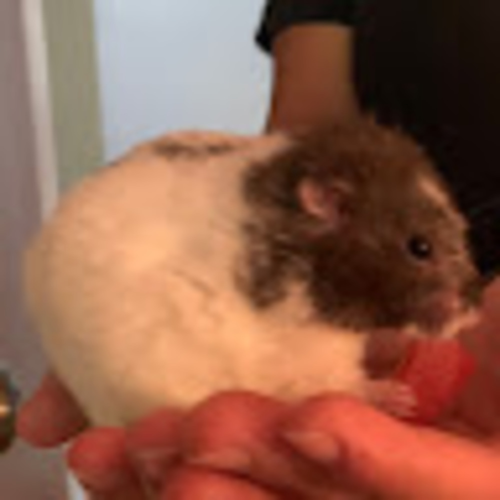 Meet your Posher, Roxanne